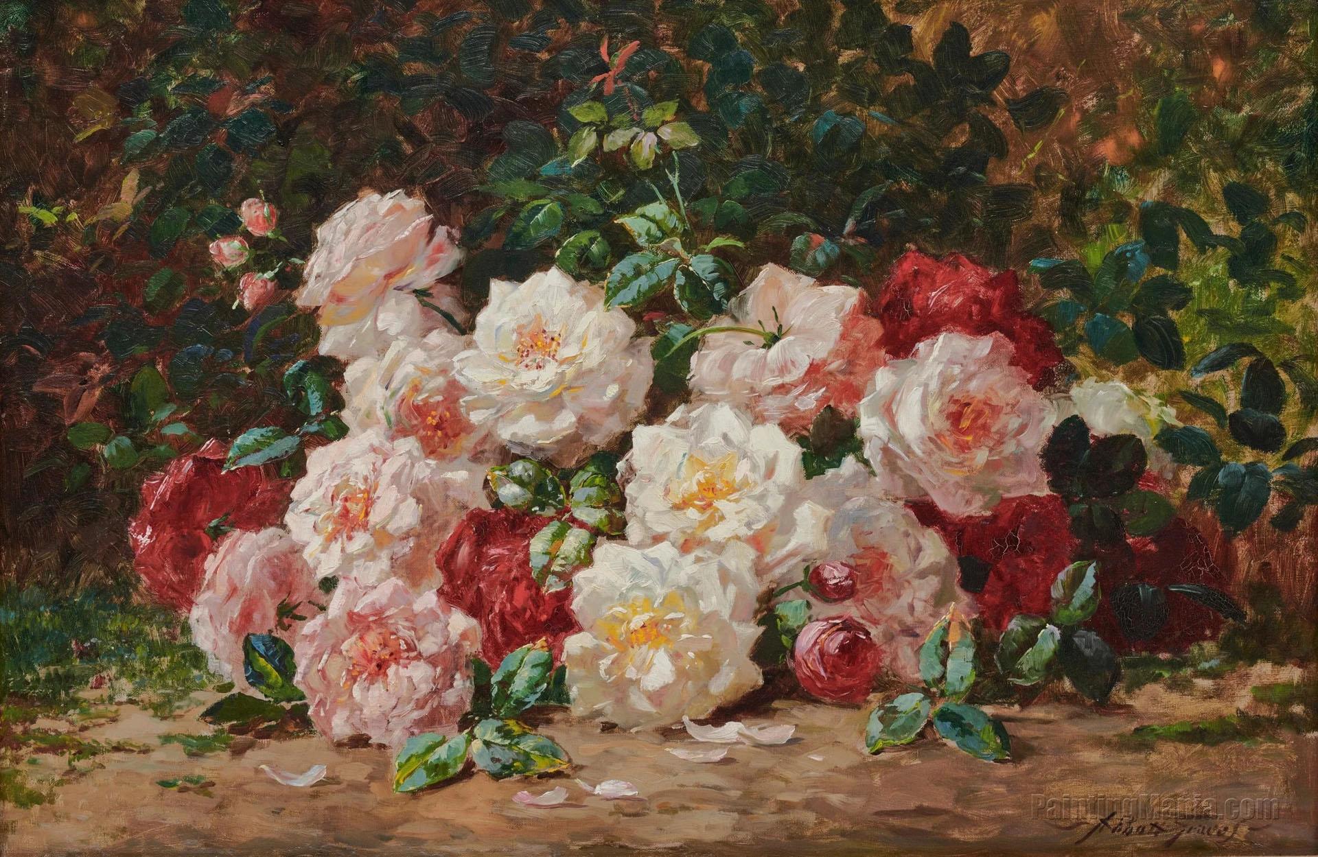 Roses 4