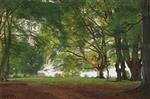 Beech Trees in Summertime