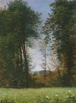 Forest Scenery with Large Trees