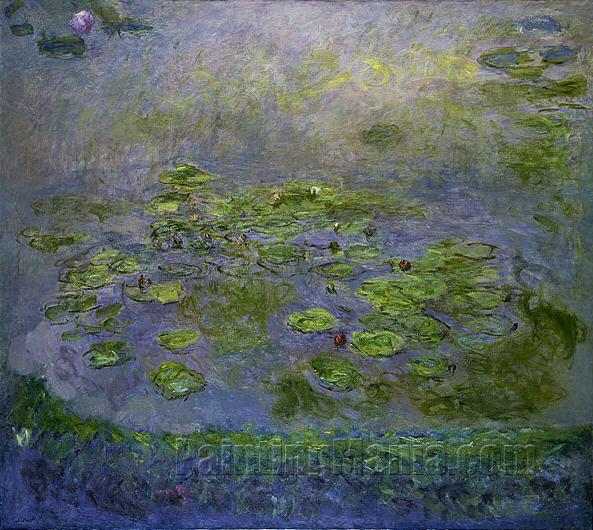 Nympheas (Waterlilies)