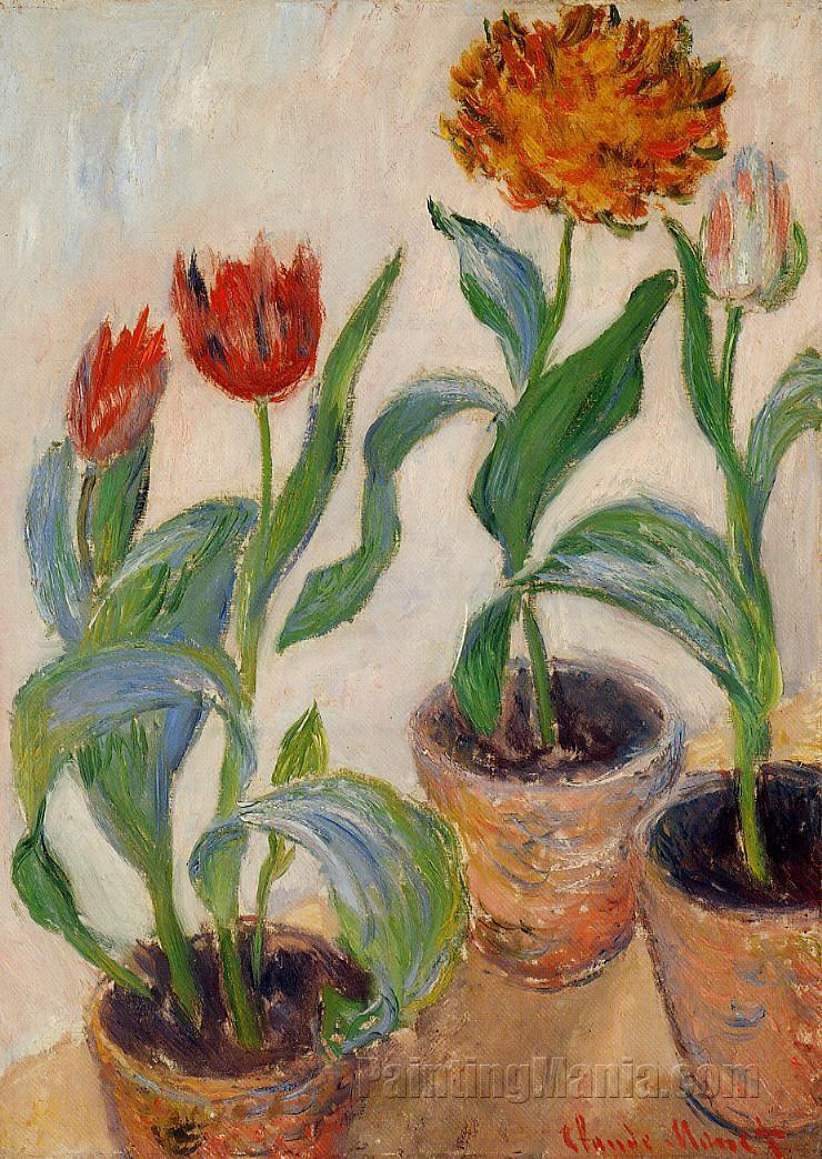 Three Pots of Tulips