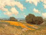 California Poppies 4