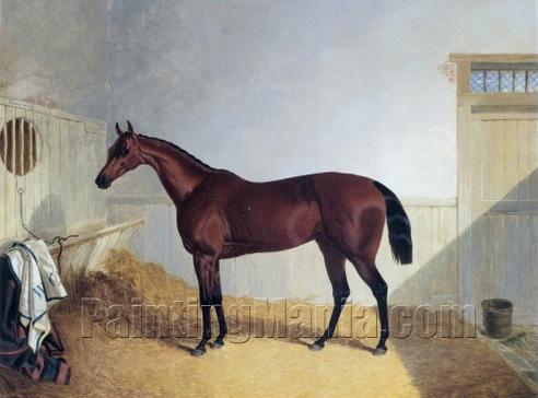 Beeswing a Dark Bay Racehorse