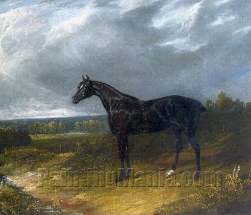 Black Stallion in a Field Horse