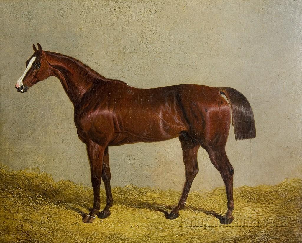 Colonel, Winner of the St. Leger