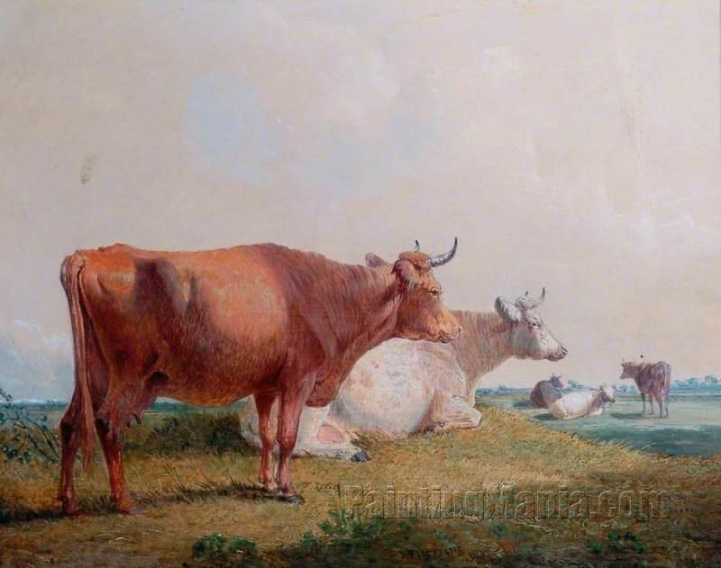 Cows