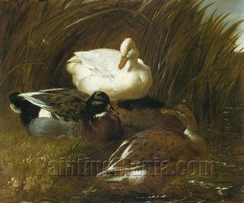 Ducks Beside A Stream