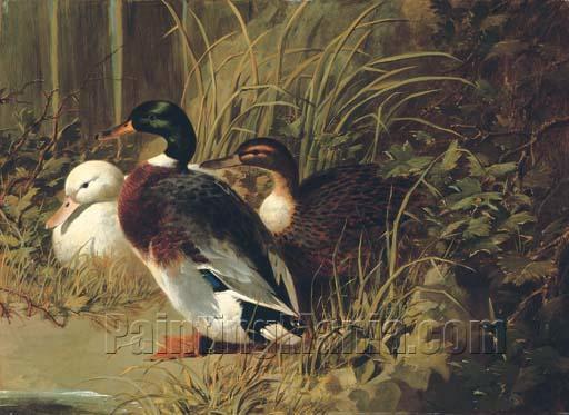 Ducks by a Riverbank