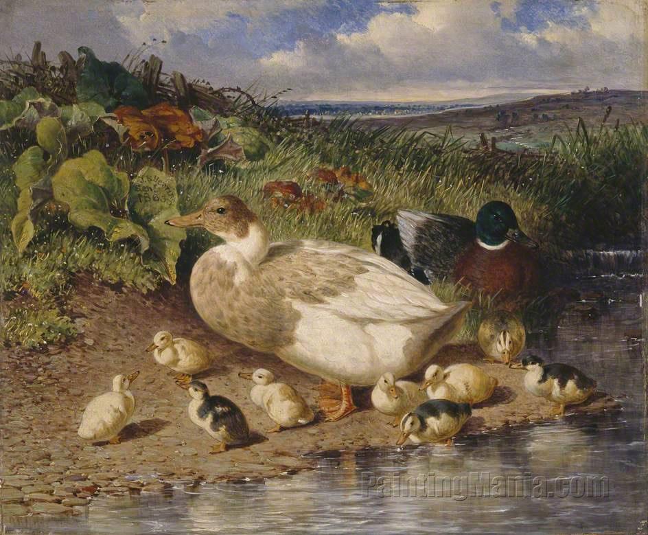 Ducks by a Stream