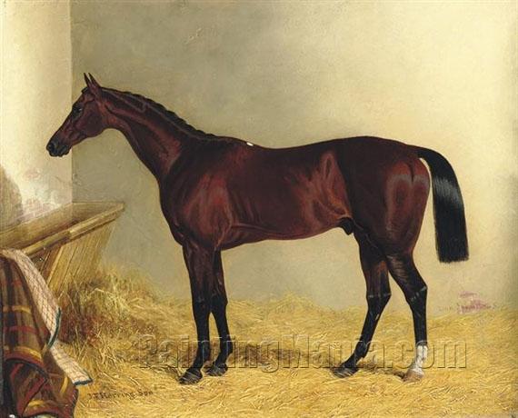 The Earl of Chesterfield's Bay Colt Don John, in a Stable