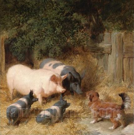 Farmyard Gossip