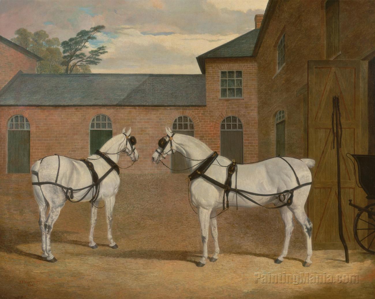 Grey carriage horses in the coachyard at Putter