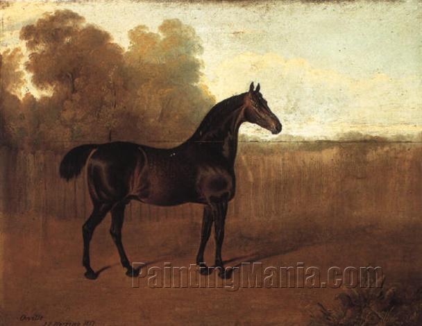 H.R.H. the Prince of Wale's dark bay racehorse Orville in a landscape