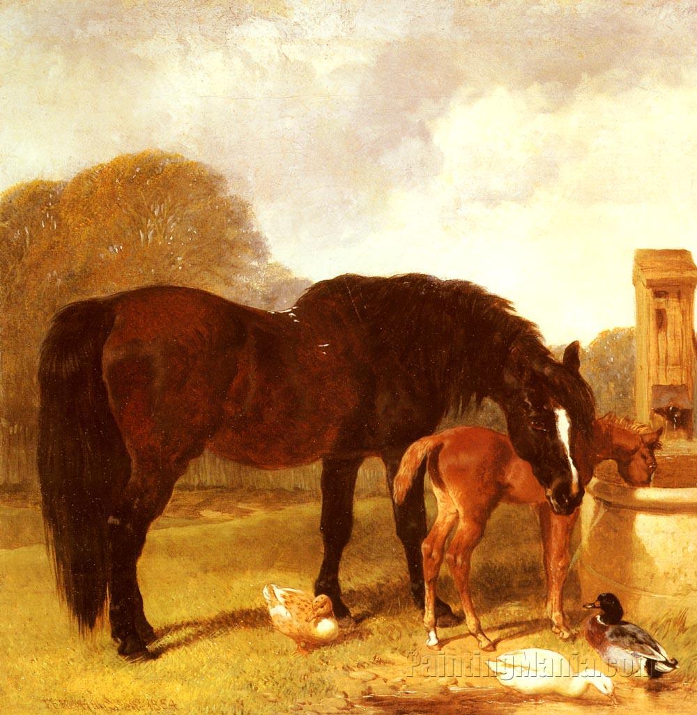 Horse and Foal watering at a trough