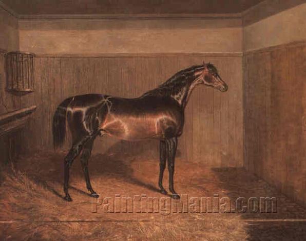 Jack Spigot, a brown Racehorse, in a loose box