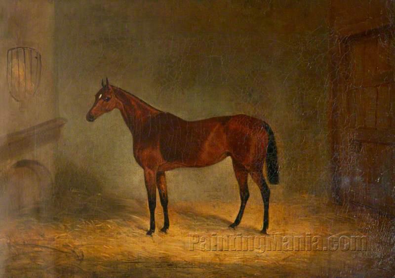 'Lady Liverpool', a Bay Horse in a Stable