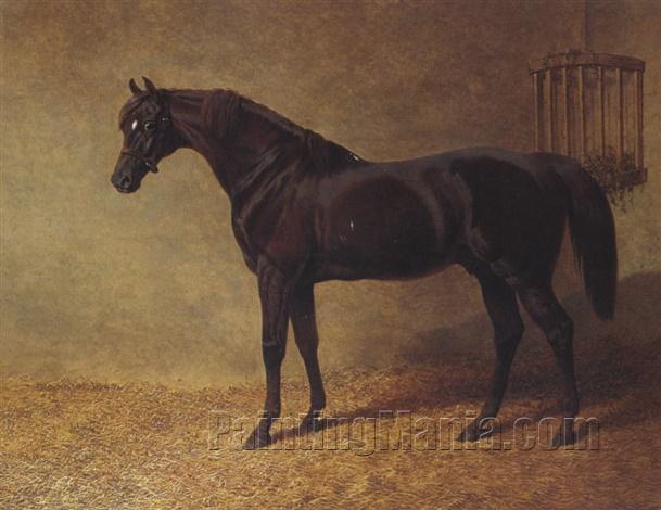 Lord Wilton's Chestnut Colt Gladiator in a Loose Box