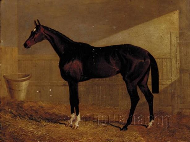 Lucetta, a Bay Racehorse in a Stable