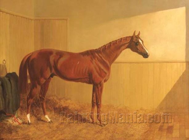 Mr. J. Dawson's Grimston, a chesnut racehorse in a stable