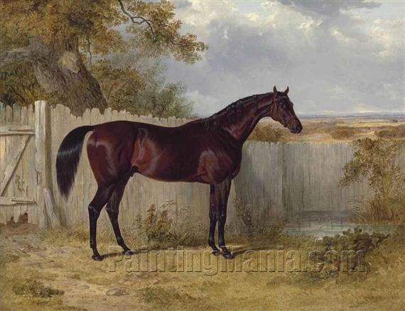 Mr. Theobald's Rockingham by a Fence in a Paddock