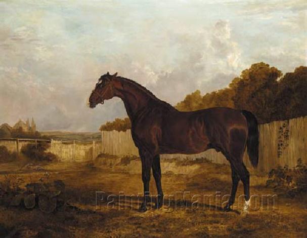 Mr. Watt's 'Blacklock' in a paddock