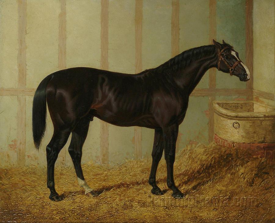 Mr Watts Horse, "Blacklock", in a stable