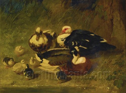 Muscovy ducks and ducklings