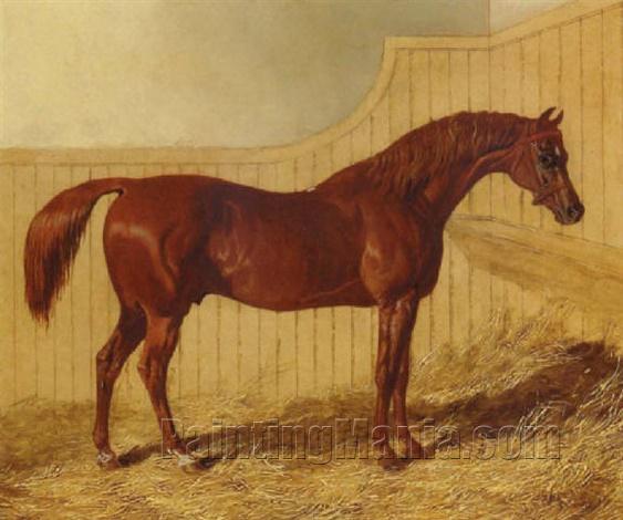 The race horse "Actaeon" in a loosebox