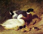 Ducks and Ducklings 2