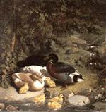 Ducks and Ducklings 3