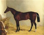 The Earl of Chesterfield's Bay Colt Don John. in a Stable