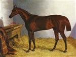 Edward Petres Chestnut Colt Rowton