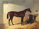 G.W. Gratwicke's Bay Colt 'The Merry Monarch'