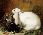 Lop Eared Rabbits Feeding