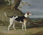 Maleburn. a Foxhound in a Wooded Landscape