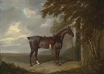 Mr. H.M. Greaves's Liver Chestnut Hunter, Tethered to a Gate at Page Hall, Yorkshire