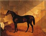 Mr. Johnstone's 'Charles XII' in a Stable