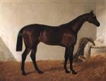 Mr. A. Rawlinson's Coronation, winner of the 1841 Derby, in a stable