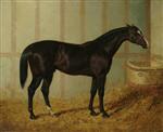 Mr Watts Horse, 'Blacklock', in a stable