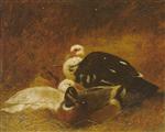 Muscovy Ducks