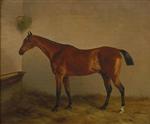 Portrait of a Dark Bay Hunter in a Stable Interior