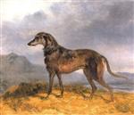 Scottish Deerhound