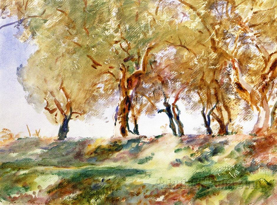 Olive Grove 1913