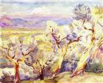 Olive Trees 1909