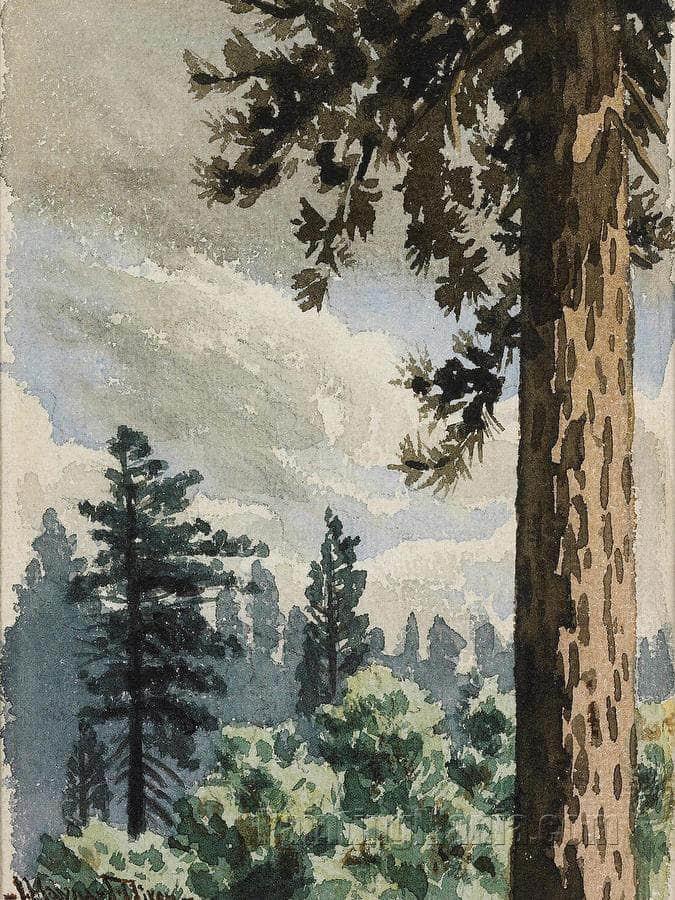 Pine Trees