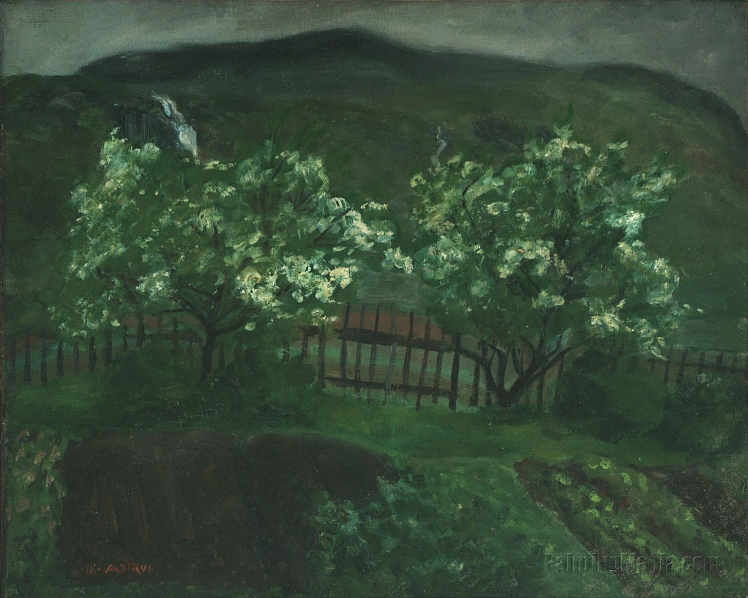 Spring Rains and Cherries