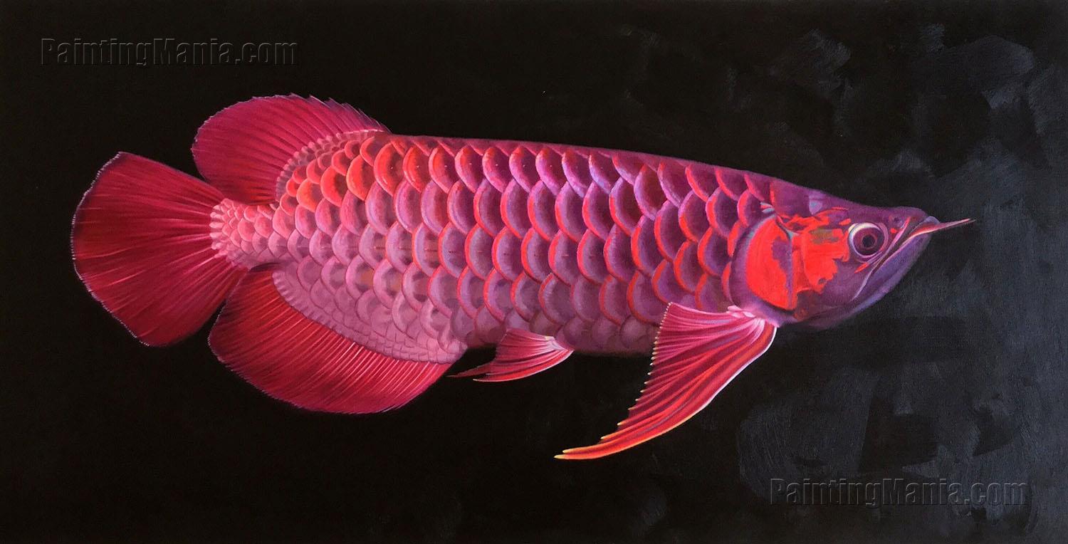 Red Dragon Fish Scleropages legendrei Asian Arowana Red 