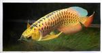 Scleropages Formosus,Asian Arowana, Asian Bonytongue, Golden Arowana, Golden Dragon Fish