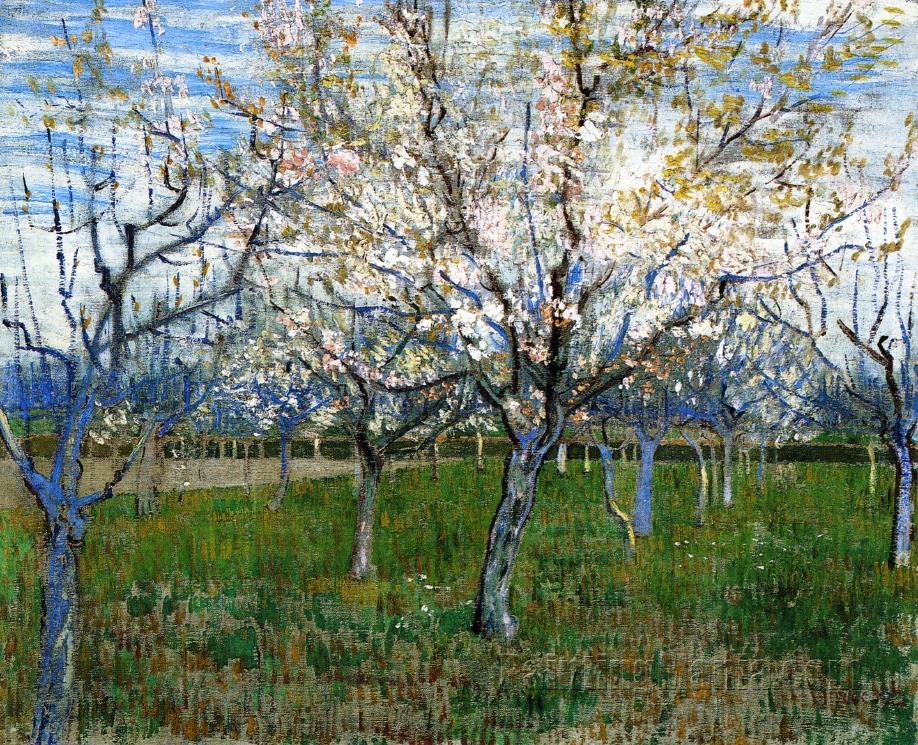 Orchard with Blossoming Apricot Trees